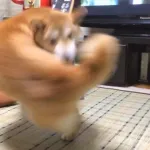 とんでもなイーヌ、また発見される…