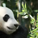 【悲報】上野動物園のパンダに日本人殺到→４時間待ち、観覧１分ｗｗｗｗｗｗｗｗｗｗｗｗ