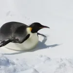 【悲報】なんJ民、ペンギンが腹這いになって滑るあの行動の名称を知らない