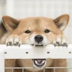 【悲報】イッヌ、人カスをガブリ