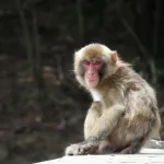 最も有名な猿のキャラクター、なんG民の87％が一致