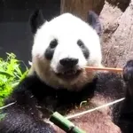 パンダ無しの上野動物園をわかりやすく例えて