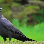 【疑問】カラスって正直過大評価やろ、スティーブ・ジョブズの方がどう考えてもすごないか？ｗｗｗｗｗｗｗｗｗｗｗｗｗｗｗｗ