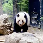 朝日新聞「高市のせいでパンダがいなくなって国民が激怒するやろなぁ。世論調査したろ」→