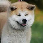 【悲報】中国人、柴犬虐待が大ブームになってしまう・・・・・・・・・・・・・・・・・・