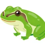 【🐸報】ニホンアマガエルの腸内細菌からがん治療細菌を発見