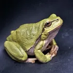 【速報】ニホンアマガエルの腸内細菌から「がん治療細菌」を発見ｗｗｗｗｗｗｗｗｗｗｗｗ