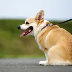 犬飼ったけど冷静に考えて失敗したかもしれん