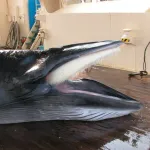 【画像】スーパーに『クジラ肉』売ってたんやがｗｗｗｗｗ