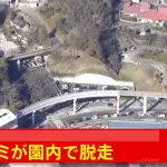 多摩動物公園でオオカミ脱走