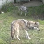 【悲報】多摩動物公園でオオカミ脱走