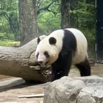 上野動物園「パンダ…？別にいなくてもええやろ」