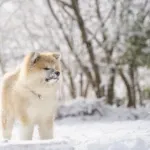 秋田犬は利口で強くてよい
