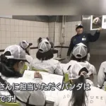 【悲報】白浜町、パンダが消えて気が狂い飼育員に笹の葉を食べさせてしまうwwwwwwww