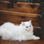 【朗報】超大手猫YouTuberの年収がやばすぎるｗｗｗｗｗｗｗｗｗｗｗｗ