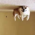 なんでもいいから画像を貼っていけ
