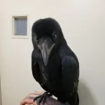 【画像】カラスさん、可愛過ぎる