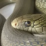ヘビ「おっ! ライフル銃やん、食ったろ!」