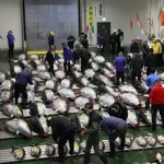 マグロ初競り史上最高5億超える