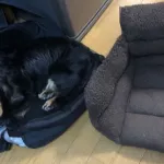 ワイのリュックの上でねてる飼い犬が可愛すぎるから…
