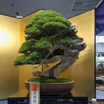 【画像】盆栽とかいう爺の趣味ｗｗｗｗｗｗｗｗｗ
