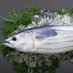 【疑問】カツオの一本釣りって意味あんの？ｗｗｗｗｗｗｗｗｗｗｗｗｗｗｗｗ