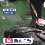 【悲報】一番マグロ5億円　二番マグロ275万円