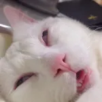 【悲報】ネッコさん、薬で完全にキマッてしまう…