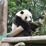【悲報】パンダ、よく見ると可愛くないし何故人が群がるのかわからないｗｗｗｗｗｗｗｗｗｗｗｗｗｗｗｗ