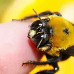 【昆虫画像】有識者「クマバチは刺さないし毒もない」←信じてええんか？