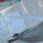 【朗報】アザラシさん、腹太鼓が出来る
