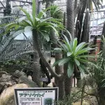ダサい名前の植物で打線組んだｗｗｗｗｗｗ