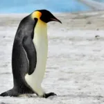 【画像・GIF集】ペンギン「ちょっとぐらい混ざってもバレへんやろ・・・」