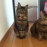 【悲報】なんＪ民みたいなネッコ、みつかる
