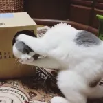 【猫画像】冷静に考えたらこの画像ヤバない？