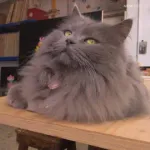 ネッコさん、とんでもない場所でくつろいでしまう