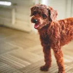 【悲報】アメリカで職業「犬」をやってる女性の年収1.1億円ｗｗｗｗｗｗｗｗｗｗｗｗｗｗ