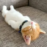 【画像】ネッコさん、飼い主に絶望感を与えてしまう・・・