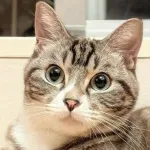 【朗報】『猫』を『ハゲ』に変えると可愛くなくなることが判明ｗｗｗｗｗｗｗｗｗｗｗｗｗｗｗｗ