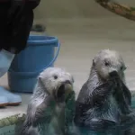 ラッコ(可愛いです、毛がいっぱい生えてます、お気に入りの石を常に持ってます)←この動物