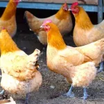 なんで鶏とか言う食べるとこ少ない動物が肉界の重鎮面してるんや？