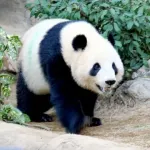 中国「日本には多くのパンダファンがいる、中国にパンダを見に来ることを歓迎する」