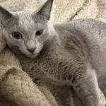 【朗報】猫の寿命、倍増が当たり前の時代になりそう