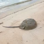 カブトガニとかいうカブトとカニありきの存在