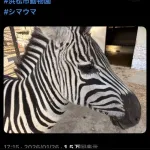 【画像】浜松市動物園「白と黒の動物はパンダだけじゃありません シマウマもいますよ」→謝罪へ………
