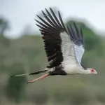 【速報】火の鳥、発見される