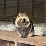 たぬき(可愛いです、臆病です、のんびりしてます)←この動物