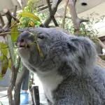 【悲報】 コアラの年間の食費、なんG民100人分くらいかかっていた・・・