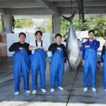 DeNA新人6選手がマルハニチロのマグロ養殖場訪問　ドラ1小田「いい経験ができた」と充実の表情