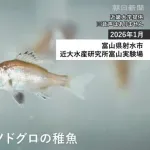 【朗報】我が国、ノドグロの完全養殖に成功す
